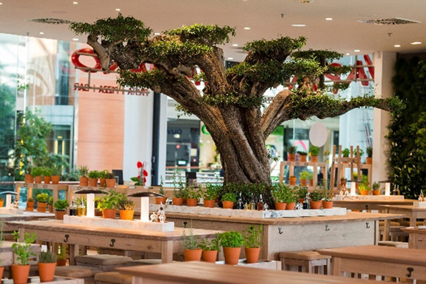 Un olivier centenaire trône au centre du restaurant nancéien de Vapiano.