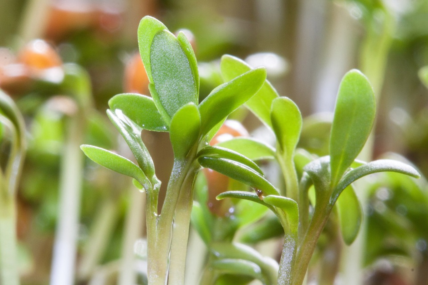 Ce légume, qui se trouve de manière abondante dans les Hauts-de-France, représente plusieurs avantages pour le corps humain.