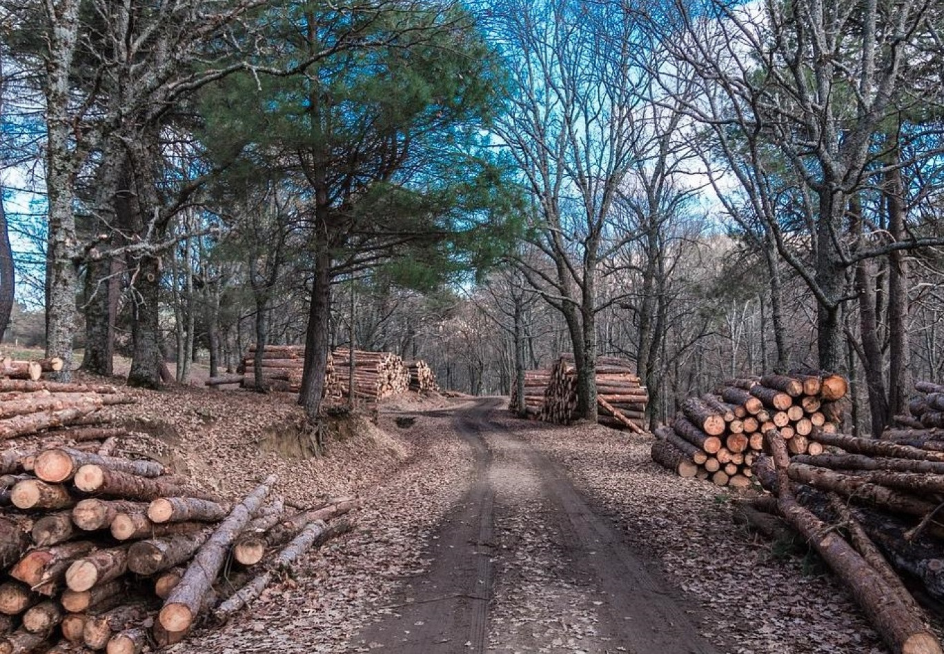 Vosges Bois Développement renforce sa croissance