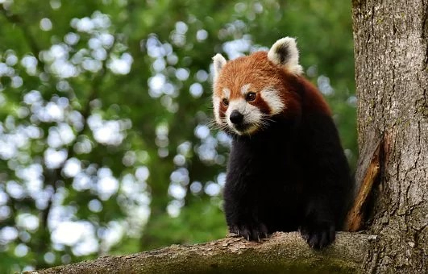 Le parc animalier de Sainte-Croix : Plusieurs postes à pourvoir en 2020 !