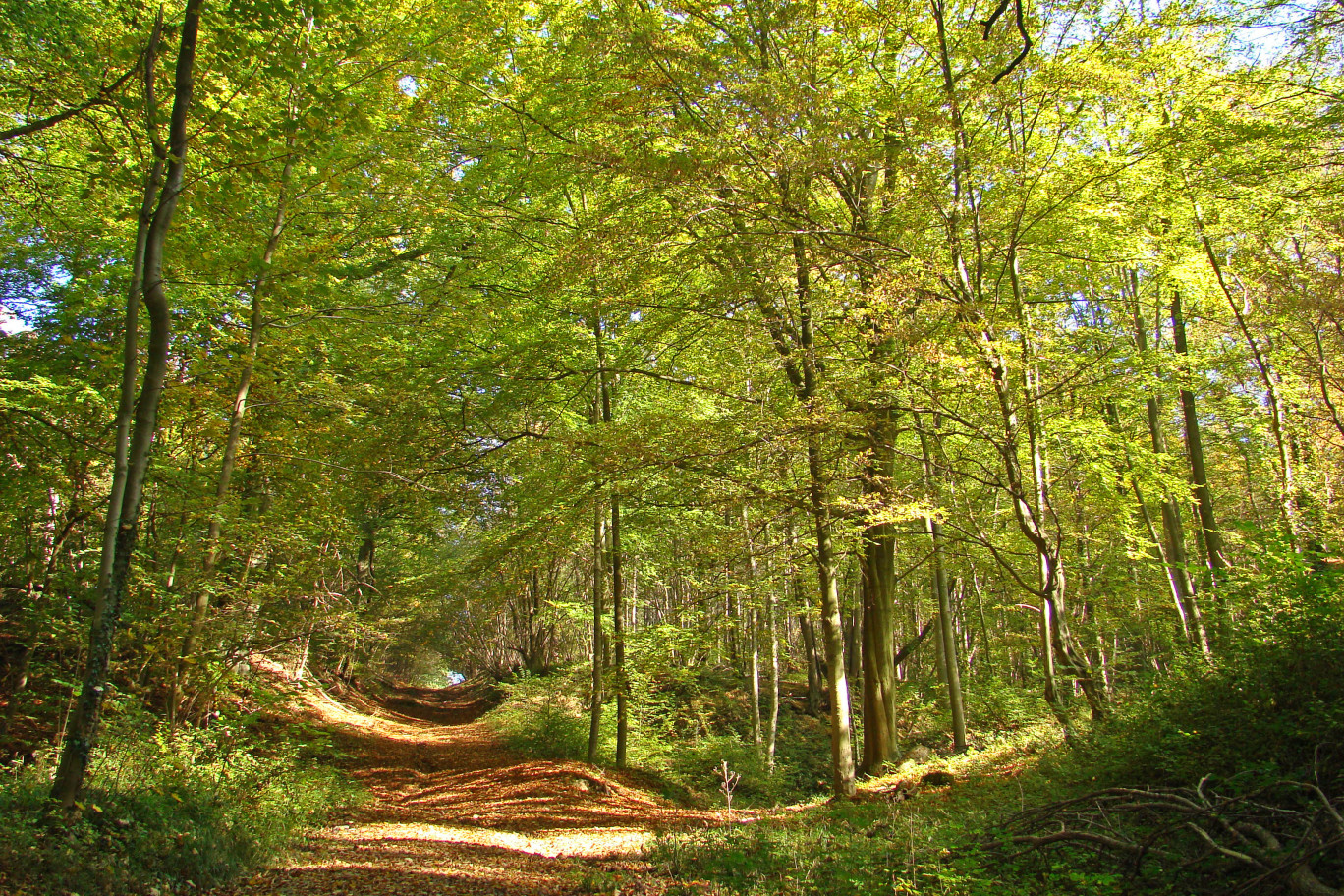 Première envie des sondés : la reconnexion à la nature. © arenysam