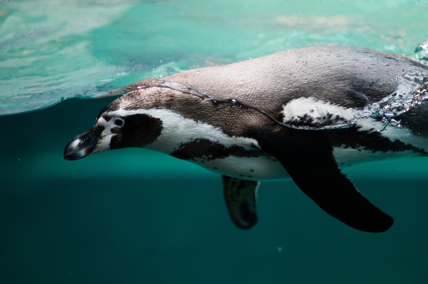 Val-de-Reuil : Les jardins animaliers Biotropica ont rouvert leurs portes