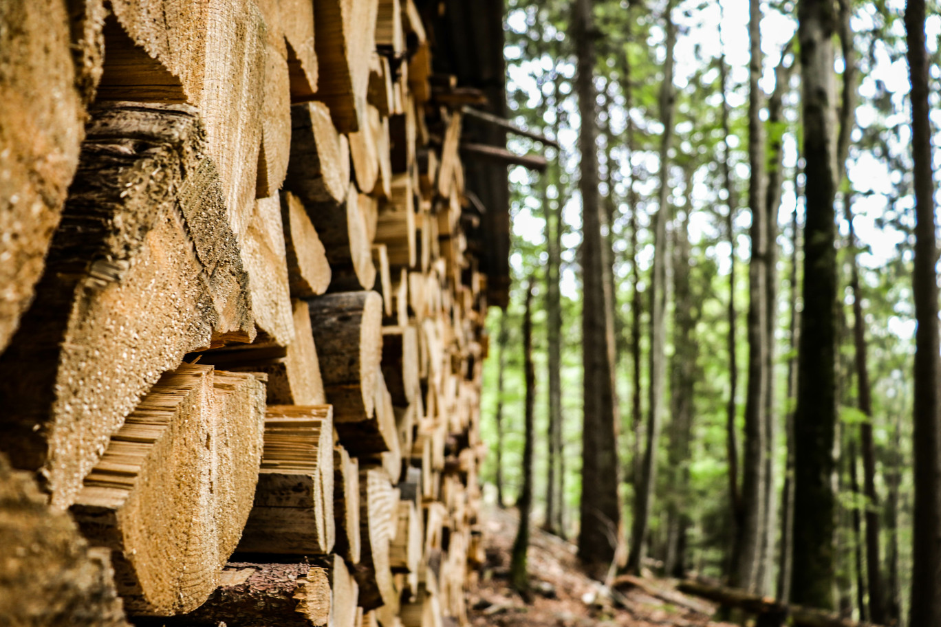 La Région va financer 14 projets, dont certains concernent le soutien au lancement de la plate-forme Bois Hauts-de-France. © Claire 