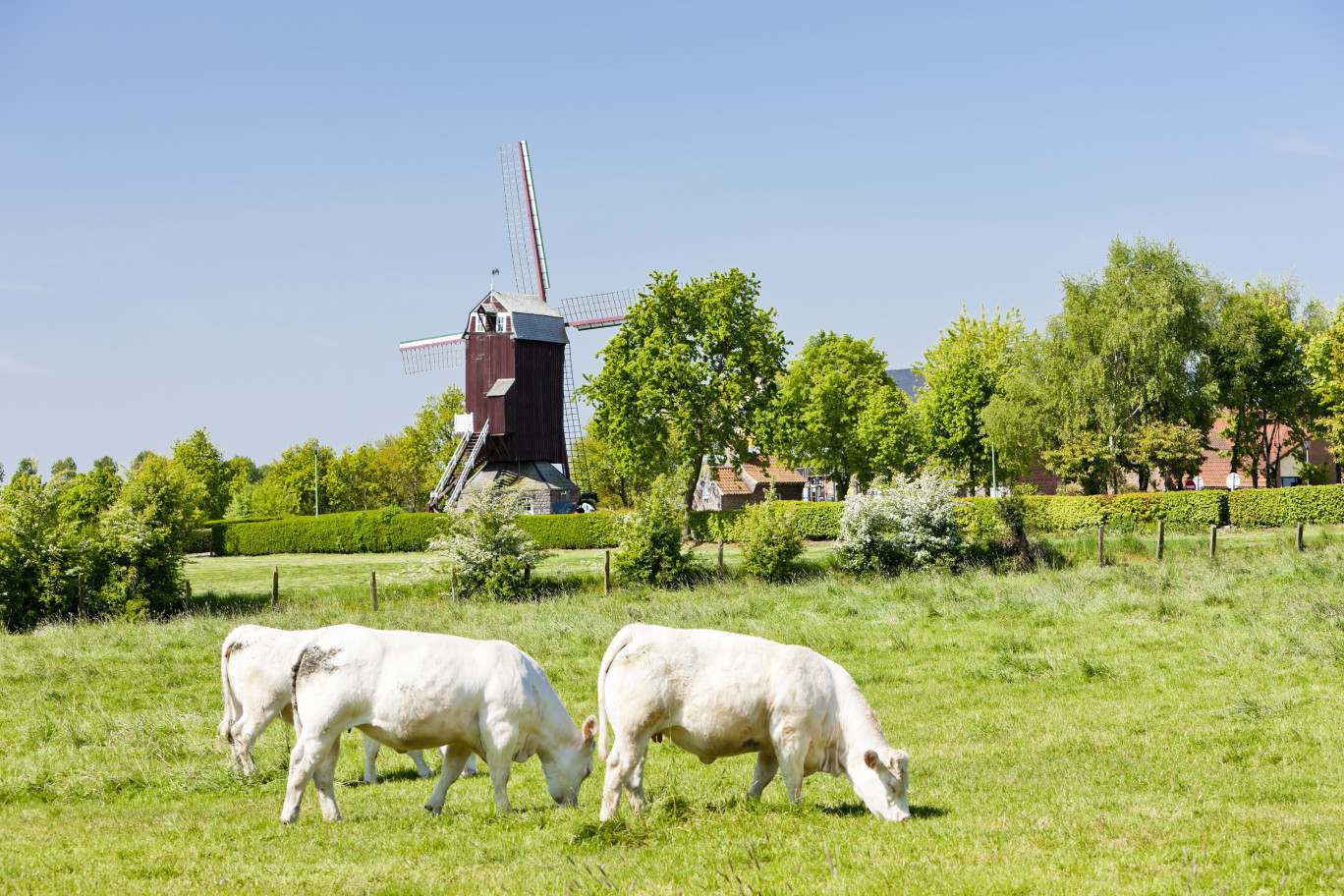 L’élevage serait «en danger», menacé par «la fin des quotas laitiers, la diminution de consommation de viande et les préoccupations liées au bien-être animal». Vaches dans pré à Boeschepe © Richard Semik 