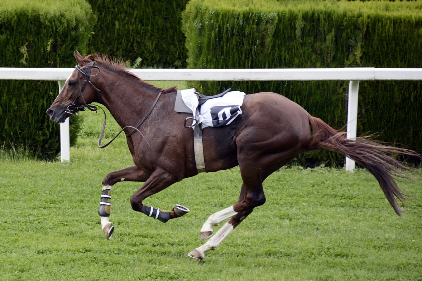 L’hippodrome de Vittel reprend du service