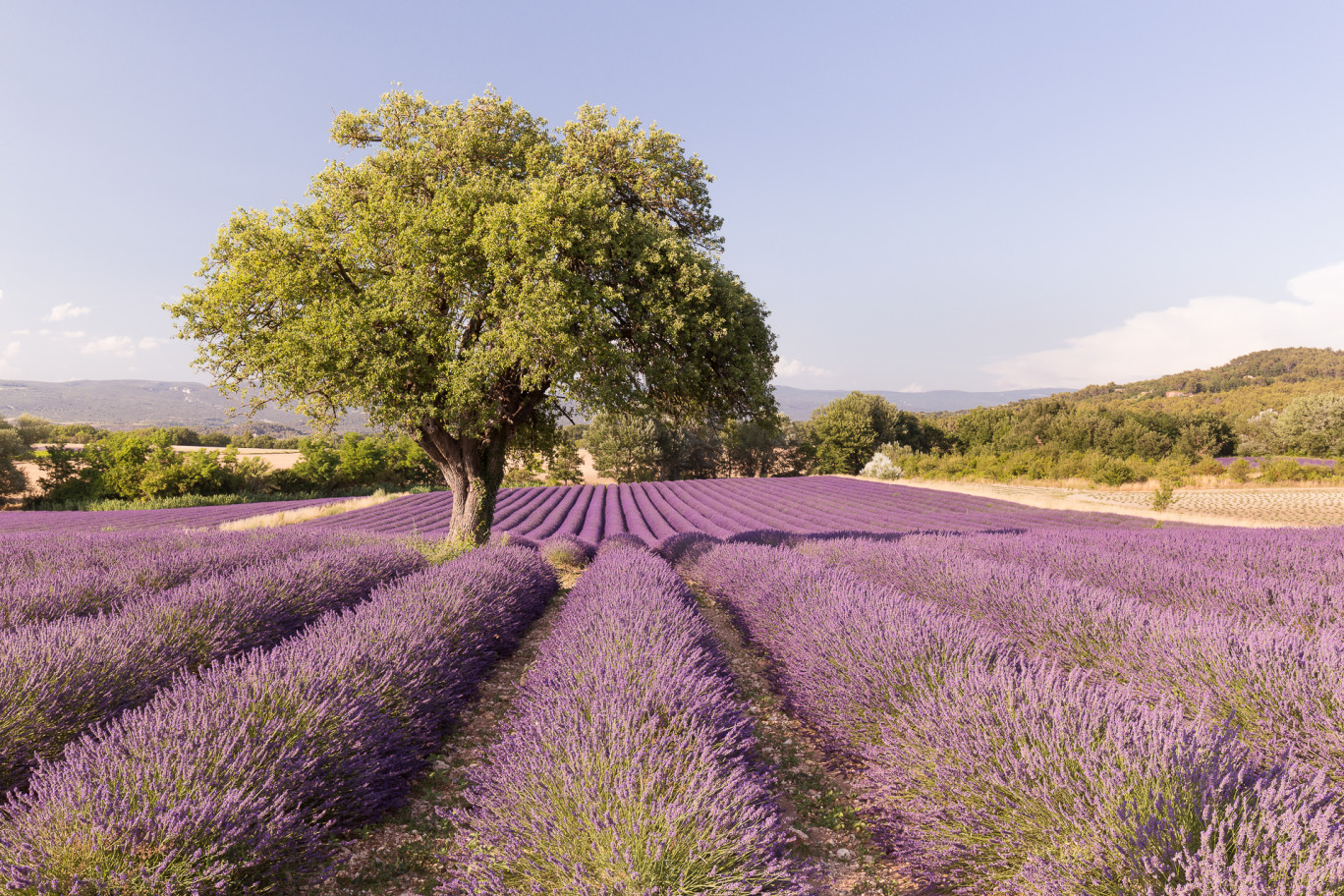 © AOC Luberon D. Bouscarle