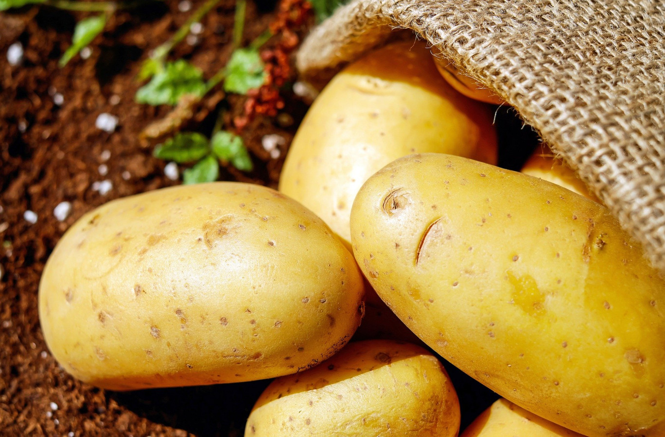 Des pommes de terre au goût spécial chez la ferme « Malo »