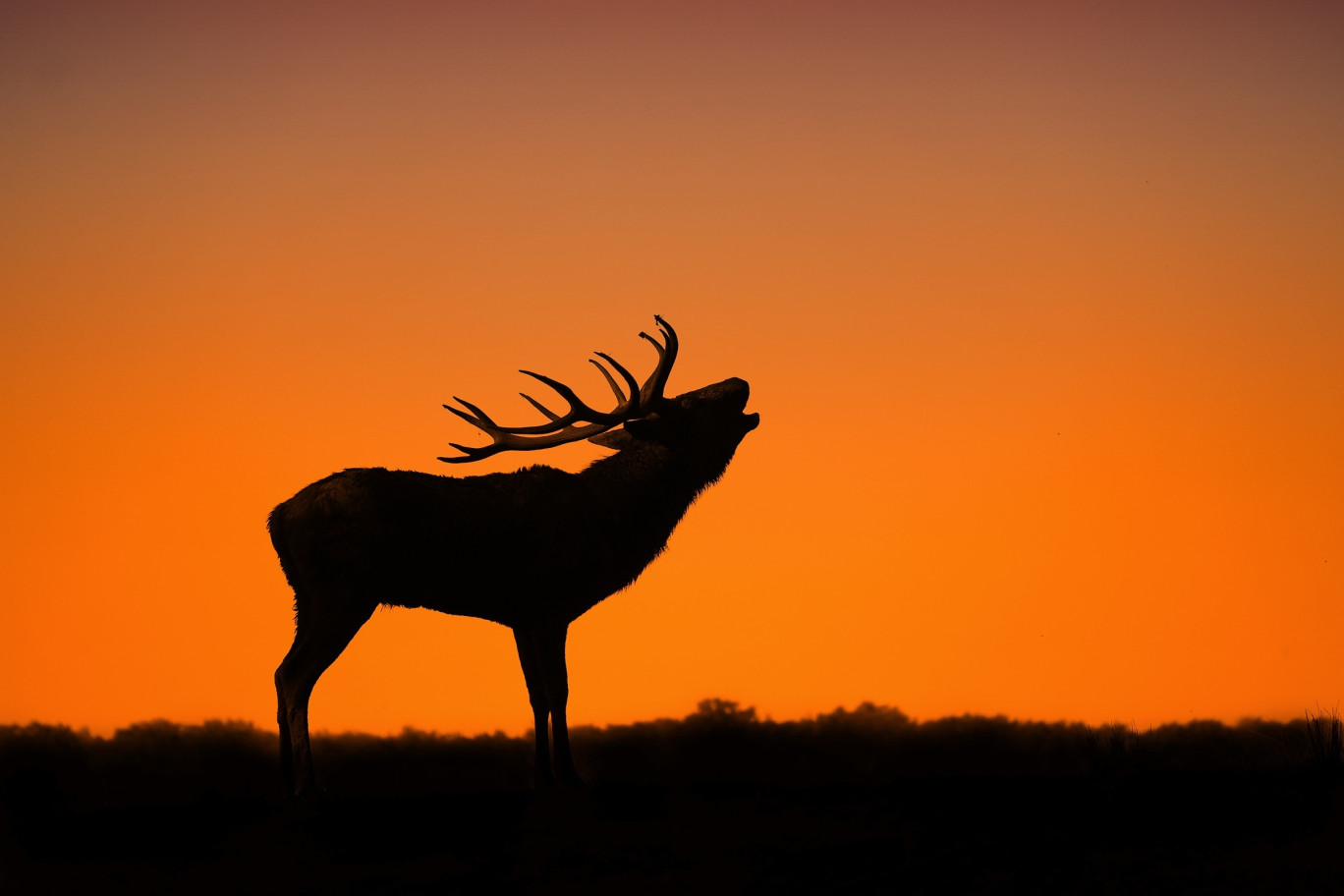 Le brame du cerf : un rendez-vous incontournable des amateurs de nature