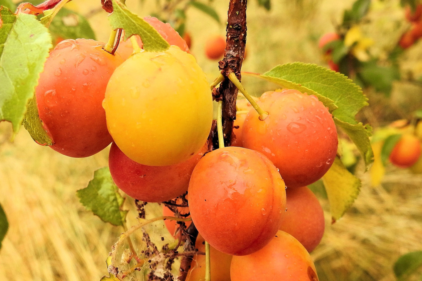 Meuse : Blédina met à l’honneur la Mirabelle