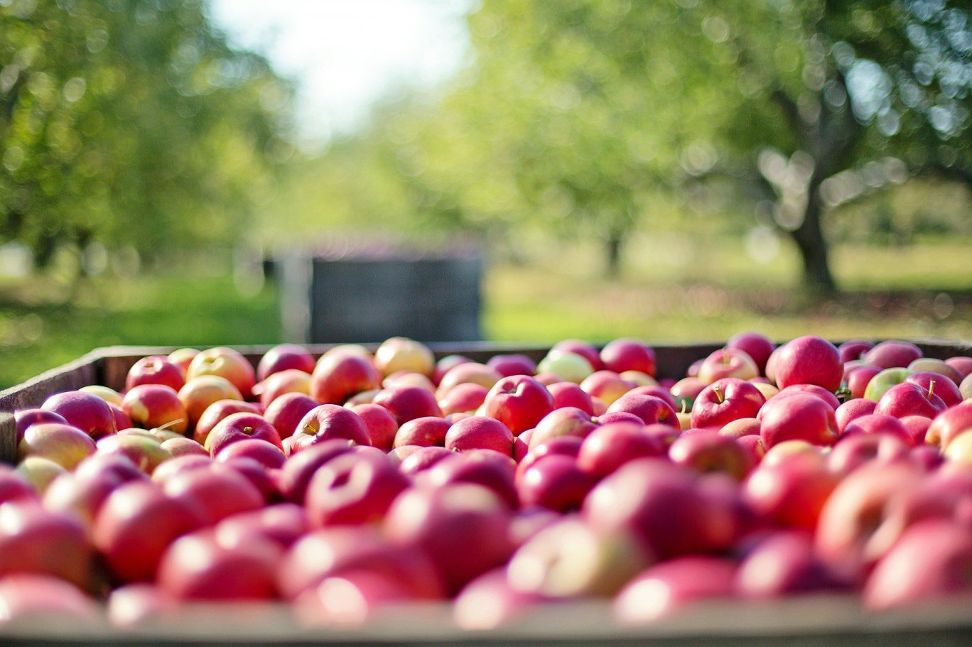 La fête de la pomme s’est tenue le dimanche dernier à Sainte-Opportune-La-Mare