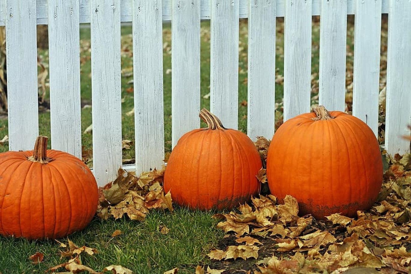 L’Association Culturelle Rugloise prépare La Fête de l'Automne