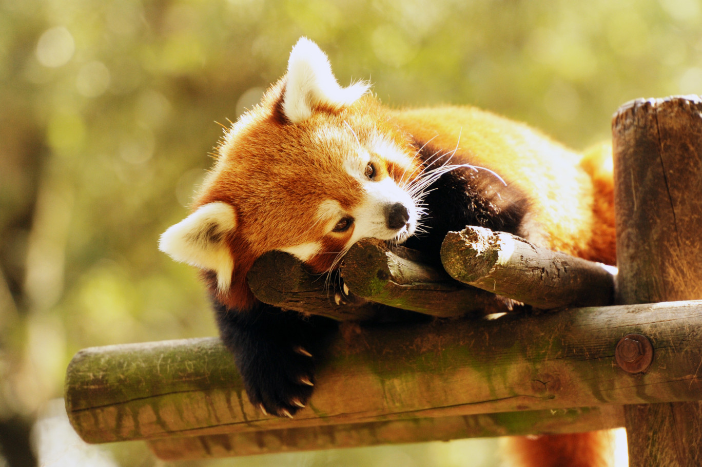 Pour la deuxième fois, le parc de Sainte-Croix élu meilleur zoo de France