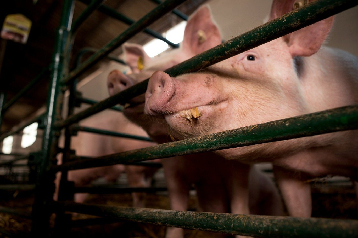 La Ferme du Louvier : l’élevage autrement !