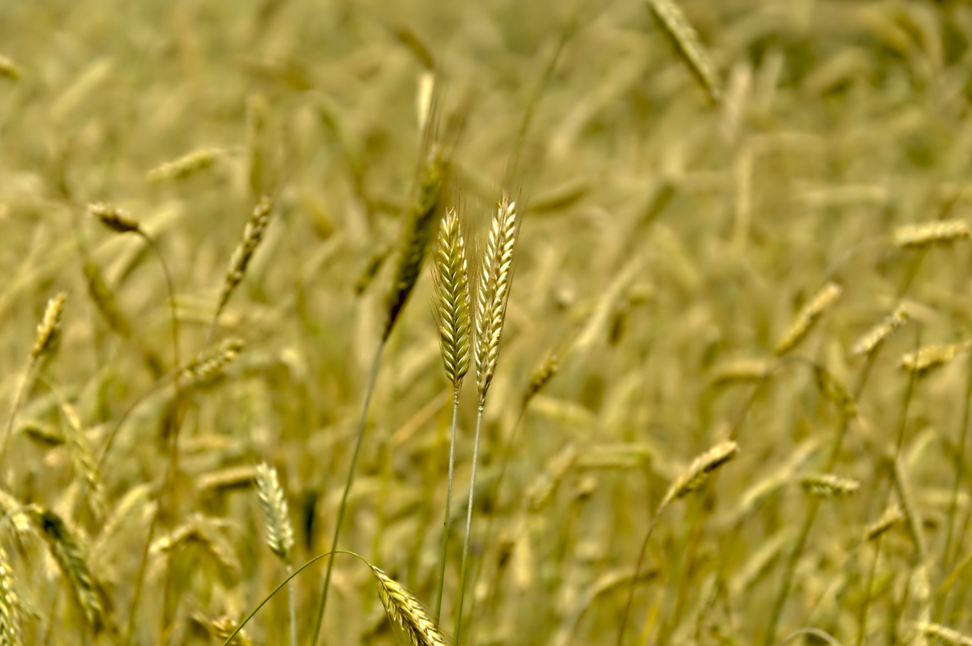 Verdun : Leclerc commercialise une paille entièrement naturelle